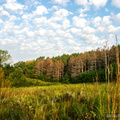 View of Pines from Prairie